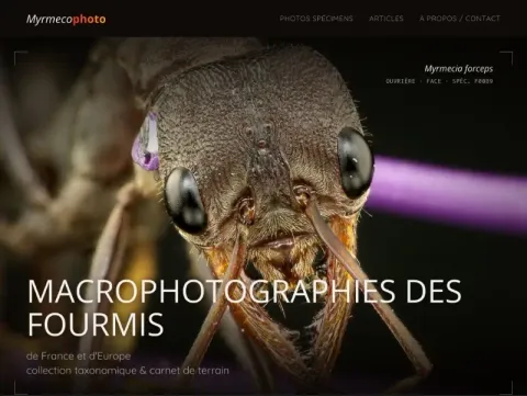 Page d'accueil de Myrmecophoto, avec une macrophotographie de fourmi et l'accès à la collection d'espèces.